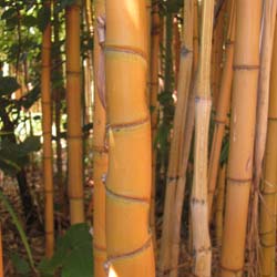 Bambú Phyllostachys aurea H